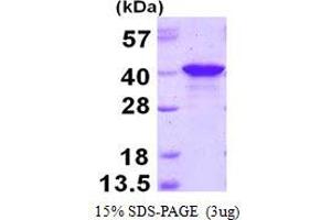 Image no. 1 for Polyglutamine Binding Protein 1 (PQBP1) protein (His tag) (ABIN1098284) (PQBP1 Protein (His tag))