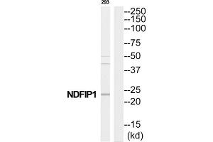 Western Blotting (WB) image for anti-Nedd4 Family Interacting Protein 1 (NDFIP1) (C-Term) antibody (ABIN1852508) (NDFIP1 antibody  (C-Term))