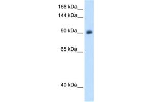 Western Blotting (WB) image for anti-Nuclear Receptor Subfamily 3, Group C, Member 2 (NR3C2) antibody (ABIN2462859) (NR3C2 antibody)