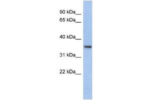 WB Suggested Anti-PEX7  Antibody Titration: 0. (PEX7 antibody  (N-Term))