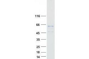 Validation with Western Blot (LGMN Protein (Transcript Variant 1) (Myc-DYKDDDDK Tag))