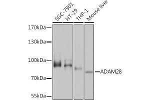 Western blot analysis of extracts of various cell lines, using  Rabbit pAb  at 1:1000 dilution. (ADAM28 antibody  (AA 199-440))