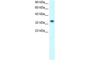 Western Blotting (WB) image for anti-Nucleophosmin (Nucleolar phosphoprotein B23, Numatrin) (NPM1) antibody (ABIN2460861) (NPM1 antibody)
