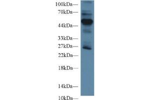 Detection of RAGE in Mouse Lung lysate using Polyclonal Antibody to Receptor For Advanced Glycation Endproducts (RAGE) (RAGE antibody  (AA 91-274))