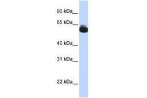 Image no. 1 for anti-Frizzled Family Receptor 9 (FZD9) (AA 144-193) antibody (ABIN6740722) (FZD9 antibody  (AA 144-193))