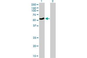 Western Blotting (WB) image for anti-Myocilin (MYOC) (AA 36-135) antibody (ABIN561909)