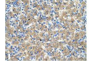 MARVELD3 antibody was used for immunohistochemistry at a concentration of 4-8 ug/ml to stain Hepatocytes (arrows) in Human Liver. (MARVELD3 antibody  (Middle Region))