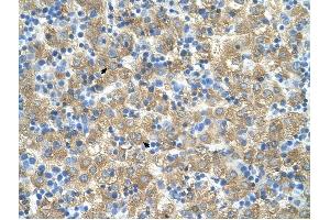 MARVELD3 antibody was used for immunohistochemistry at a concentration of 4-8 ug/ml to stain Hepatocytes (arrows) in Human Liver.