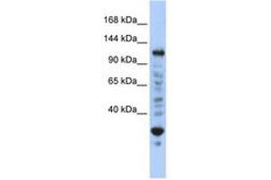 Image no. 1 for anti-Nuclear Transcription Factor, X-Box Binding 1 (NFX1) (N-Term) antibody (ABIN6740397) (NFX1 antibody  (N-Term))