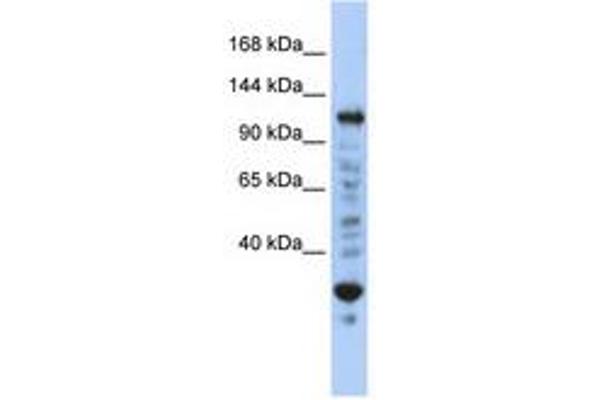 NFX1 anticorps  (N-Term)