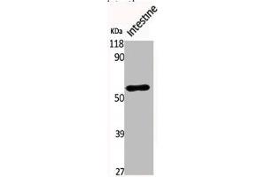 Western Blot analysis of MOUSE-INTESTINE cells using Phospho-Lyn (Y508) Polyclonal Antibody (LYN antibody  (pTyr508))