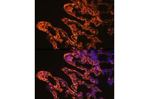 Immunofluorescence (IF) image for anti-Caveolin 1, Caveolae Protein, 22kDa (CAV1) (AA 1-100) antibody (ABIN6137992)