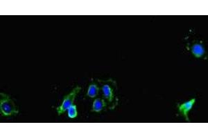 Immunofluorescent analysis of Hela cells using ABIN7149154 at dilution of 1:100 and Alexa Fluor 488-congugated AffiniPure Goat Anti-Rabbit IgG(H+L) (COX1 antibody  (AA 474-513))
