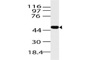 Image no. 1 for anti-Arrestin, beta 1 (ARRB1) (AA 150-318) antibody (ABIN5027057) (beta Arrestin 1 antibody  (AA 150-318))