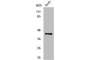 Western Blot analysis of HuvEc cells using Endo G-L1 Polyclonal Antibody (EXOG antibody  (Internal Region))