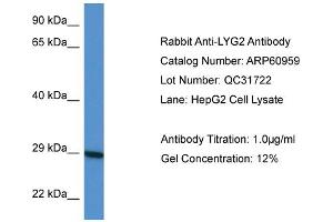 Western Blotting (WB) image for anti-Lysozyme G-Like 2 (LYG2) (Middle Region) antibody (ABIN2788633) (LYG2 antibody  (Middle Region))