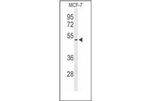 Western blot analysis of FLVC2 Antibody (C-term) in MCF-7 cell line lysates (35ug/lane). (FLVCR2 antibody  (C-Term))