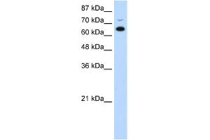 WB Suggested Anti-MGC27016 Antibody Titration:  0. (MGC27016 (N-Term) antibody)