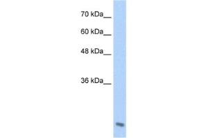 Western Blotting (WB) image for anti-Amino-terminal Enhancer of Split (AES) antibody (ABIN2461366) (AES antibody)