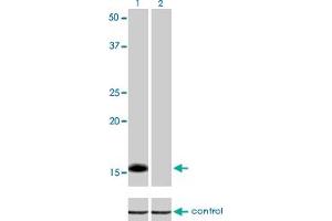 Western blot analysis of ID1 over-expressed 293 cell line, cotransfected with ID1 Validated Chimera RNAi (Lane 2) or non-transfected control (Lane 1).