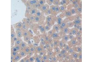 IHC-P analysis of Mouse Tissue, with DAB staining. (Growth Hormone 1 antibody  (AA 28-216))
