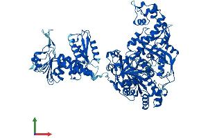 Protein Structure (PS) image for Methylenetetrahydrofolate Dehydrogenase (NADP+ Dependent) 1, Methenyltetrahydrofolate Cyclohydrolase, Formyltetrahydrofolate Synthetase (MTHFD1) (AA 1-935) protein (His tag) (ABIN7552751)