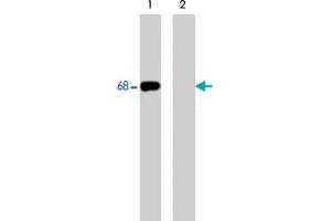 Western blot analysis of human Jurkat cells treated with pervanadate (1 mM) for 30 min (lanes 1 & 2). (SHP1 antibody  (pSer591))