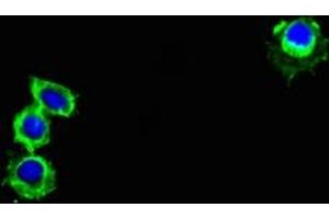 Immunofluorescent analysis of Hela cells using ABIN7164505 at dilution of 1:100 and Alexa Fluor 488-congugated AffiniPure Goat Anti-Rabbit IgG(H+L) (GPR82 antibody  (AA 273-336))
