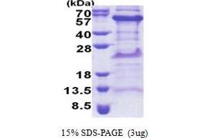 SDS-PAGE (SDS) image for TIMELESS Interacting Protein (TIPIN) (AA 1-301) protein (His tag) (ABIN5853259) (TIPIN Protein (AA 1-301) (His tag))