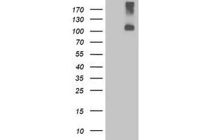 Western Blotting (WB) image for anti-Leucine-Rich Repeat Containing G Protein-Coupled Receptor 4 (LGR4) (AA 230-540) antibody (ABIN1491240) (LGR4 antibody  (AA 230-540))