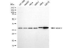anti-Haloacid Dehalogenase-Like Hydrolase Domain Containing 2 (HDHD2) antibody