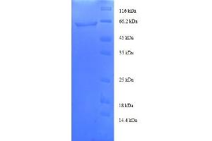 TALDO1 Protein (AA 9-337, partial) (GST tag)