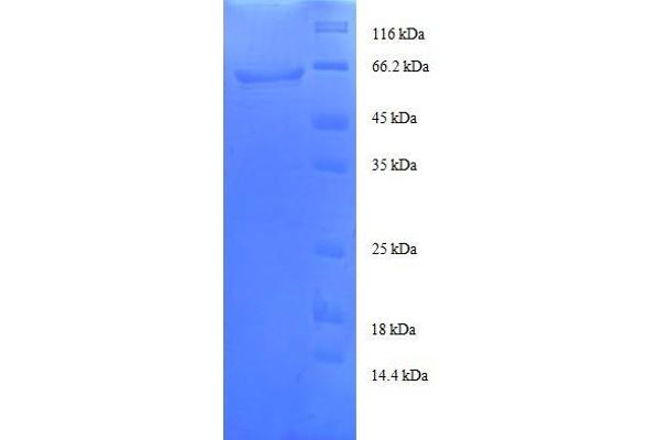TALDO1 Protein (AA 9-337, partial) (GST tag)
