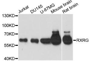Western blot analysis of extracts of various cell lines, using RXRG antibody (ABIN6290901) at 1:1000 dilution. (Retinoid X Receptor gamma antibody)