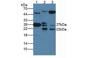 Figure. (HSP27 antibody  (AA 2-205))