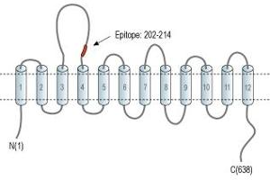 Representative domain view of the target of ABIN7043261.
