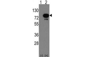 Western Blotting (WB) image for anti-Deformed Epidermal Autoregulatory Factor 1 (Drosophila) (DEAF1) antibody (ABIN3001569)