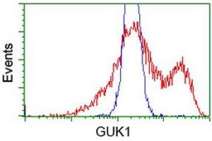 HEK293T cells transfected with either RC202510 overexpress plasmid (Red) or empty vector control plasmid (Blue) were immunostained by anti-GUK1 antibody (ABIN2454405), and then analyzed by flow cytometry. (GUK1 antibody)