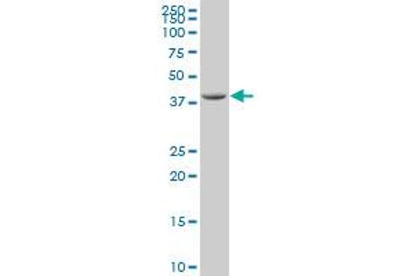 SPO11 antibody  (AA 291-395)