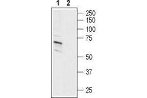 Western blot analysis of human SH-SY5Y neuroblastoma cell line lysate: - 1.
