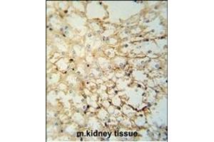 LYPD1 Antibody (C-term) (ABIN653701 and ABIN2843019) immunohistochemistry analysis in formalin fixed and paraffin embedded mouse kidney tissue followed by peroxidase conjugation of the secondary antibody and DAB staining. (LYPD1 antibody  (C-Term))