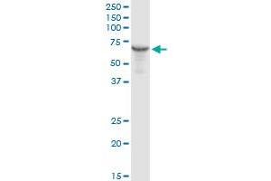 HSPD1 MaxPab rabbit polyclonal antibody. (HSPD1 antibody  (AA 1-573))