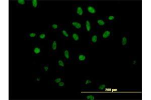 Immunofluorescence of purified MaxPab antibody to SFRS17A on HeLa cell. (SFRS17A antibody  (AA 1-446))