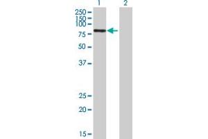 Western Blot analysis of ABCF2 expression in transfected 293T cell line by ABCF2 MaxPab polyclonal antibody. (ABCF2 antibody  (AA 1-623))