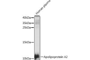 Western blot analysis of extracts of human plasma, using Apolipoprotein  antibody (ABIN7265634) at 1:1000 dilution. (APOA2 antibody  (AA 1-100))