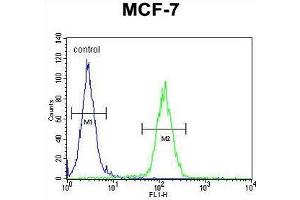 USF1 Antibody (Center) flow cytometric analysis of MCF-7 cells (right histogram) compared to a negative control cell (left histogram). (USF1 antibody  (Middle Region))