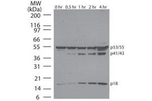 Caspase-8 Western Blot. (Caspase 8 antibody)