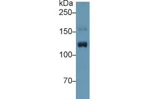 Western Blot; Sample: Human Placenta lysate; Primary Ab: 1µg/ml Rabbit Anti-Human ITIH4 Antibody Second Ab: 0. (ITIH4 antibody  (AA 29-157))