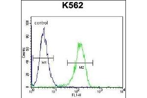 TTBK2 Antibody (N-term) (ABIN656096 and ABIN2845439) flow cytometric analysis of K562 cells (right histogram) compared to a negative control cell (left histogram).