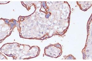 Immunohistochemistry of paraffin-embedded Human placenta using NT5E / CD73 Polyclonal Antibody at dilution of 1:200 (40x lens). (CD73 antibody)